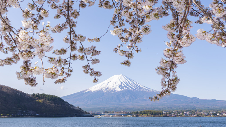 Sakura at Lake Kawaguchiko with Mount Fuji