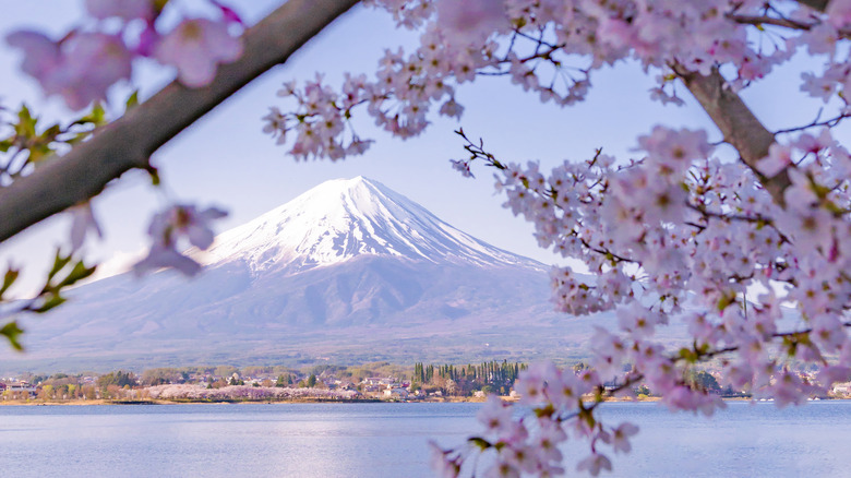 Pink cherry blossoms at Lake Kawaguchi with Mt Fuji behind
