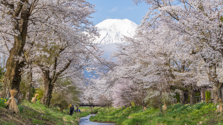 Cherry blossoms and Mount Fuji at Oshino Hakkai