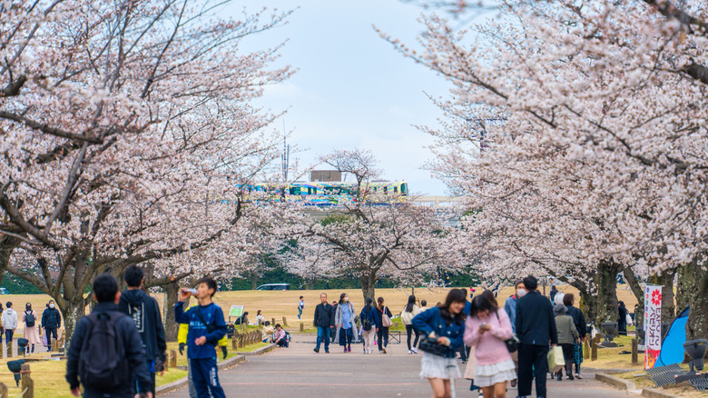 Cherry trees in full bloom in Osaka's Expo Park, April 2025