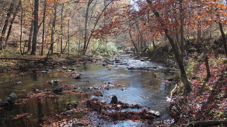 A peaceful creek bordered by trees in John's Mountain Wildlife Management Area.