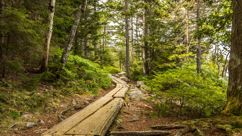 Wooden plank boardwalk along the Jordan Pond Path in Acadia National Park in Maine