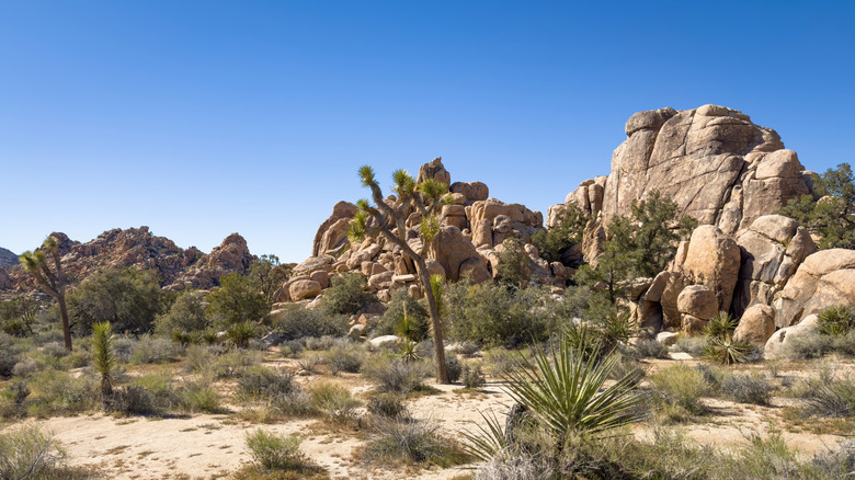 Joshua Tree National Park rock formations and Joshua Trees.