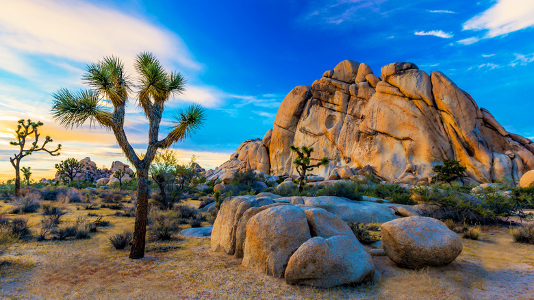 View of trees and rocks at Joshua Tree National Park