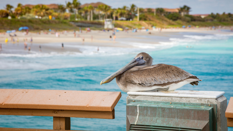 Pelican on Juno Beach Pier with the beach behind