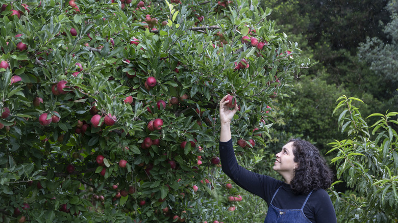 Woman plucking an apple from an apple tree at an orchard