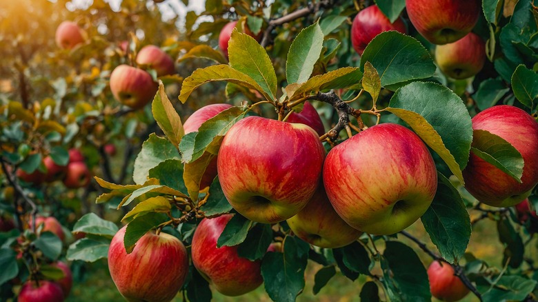 Ripe red apples hanging on a tree in an apple orchard