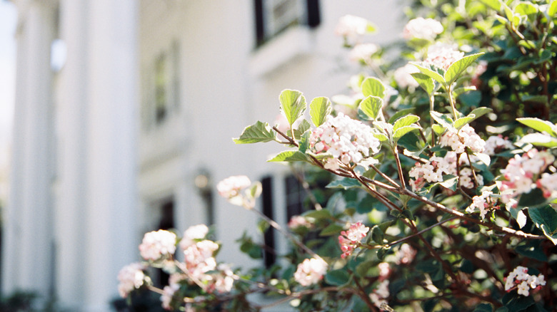 Close up of flower bush at Chappaqua garden, New Castle, New York