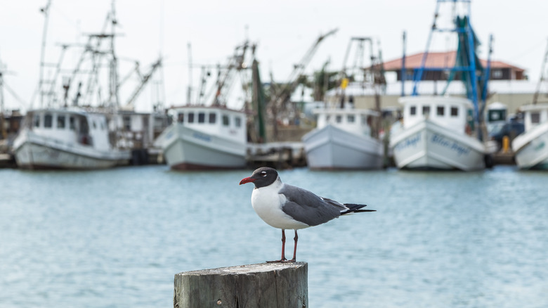 Fulton Harbor fishing boats in the Copano Bay area of Texas