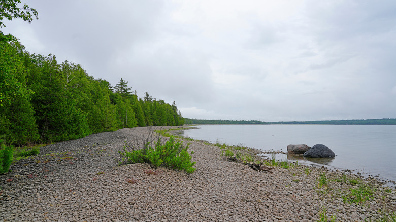 The forested shoreline on Grosse Ile