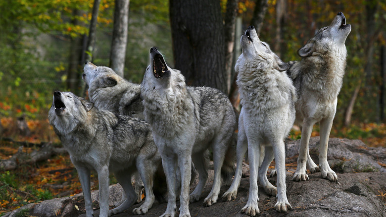 Timber wolves howling on a rock