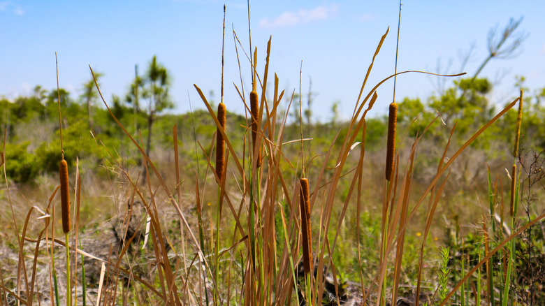 Cattails in the Picayune Strand State Forest near Golden Gate Florida