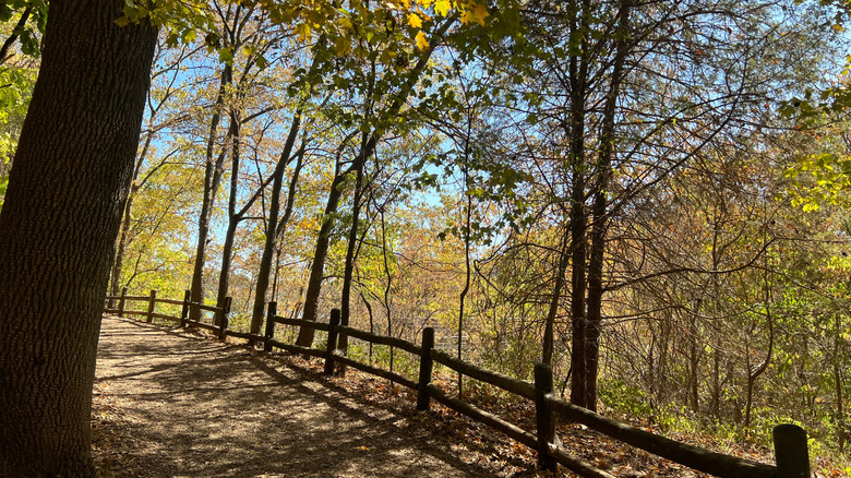 Maintained forest path surrounded by green foliage Radnor Lake Tennessee