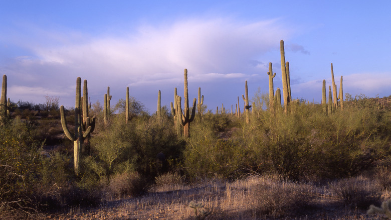 View of cacti in San Tan Mountain Regional Park at dusk