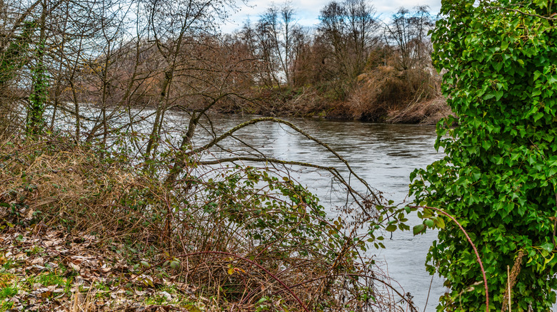 lake in Puyallup