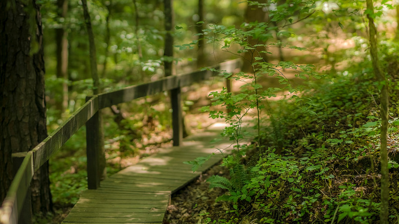 Wooden paths were created along the Vickery Creek Trail to make it more accessible
