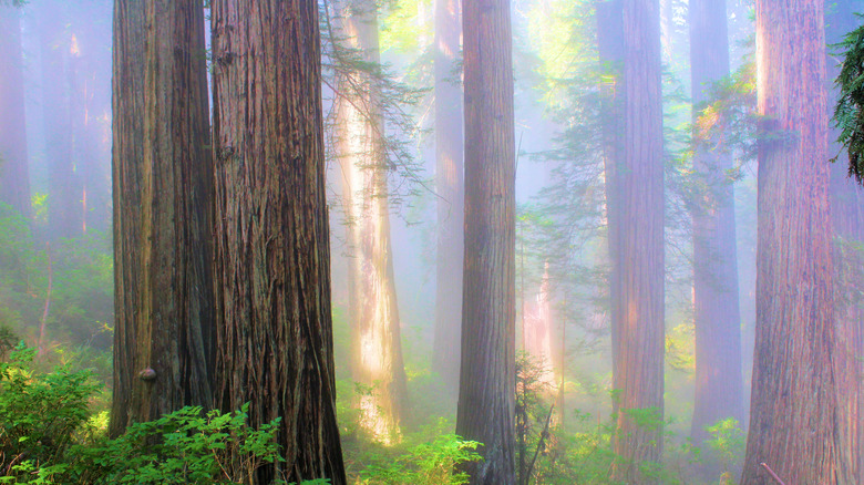 Mystical fog in the redwood forest