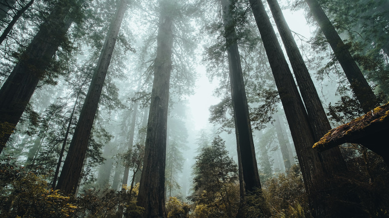 High and misty coast redwoods in Oregon