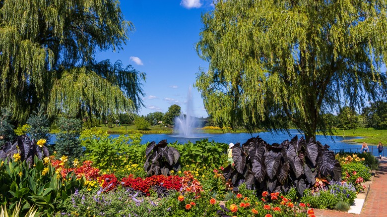Vibrant flowers in front of lake at Chicago Botanic Garden