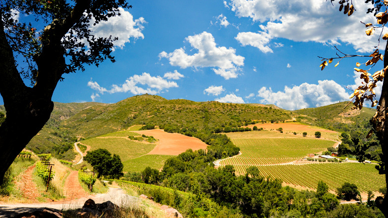 Sunny vineyard with sloping hills