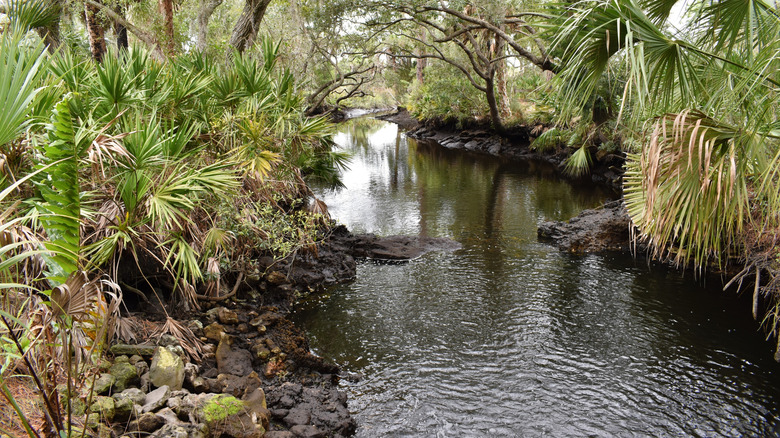 canal lined by lush foliage