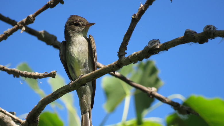 Eastern Wood Pewee perched on a Carolinian Tree