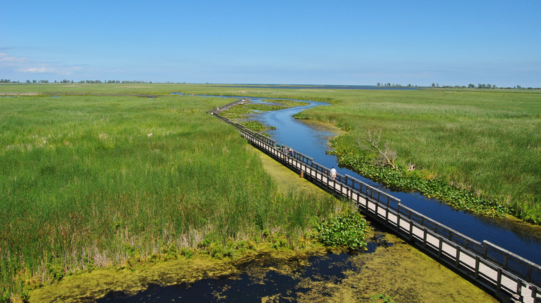 Marshland boardwalk trail in Point Pelee National Park from above
