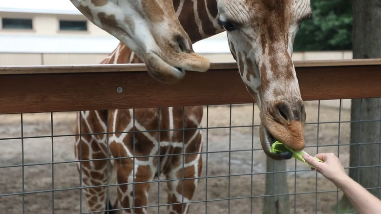 Giraffes being fed lettuce at Indian Creek Zoo