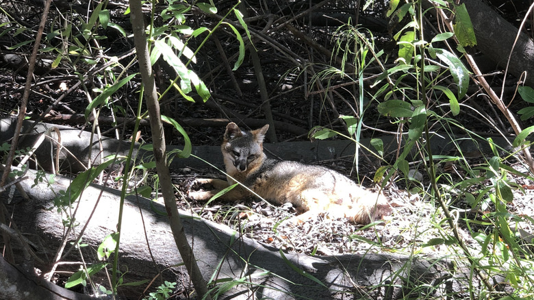 An island fox resting in the shade on Santa Cruz Island, Channel Islands NP, California.