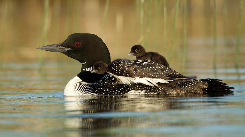 A loon with two babies on its back in Minnesota