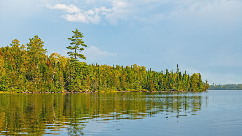 Trees lining the shore of Poplar Lake in Minnesota
