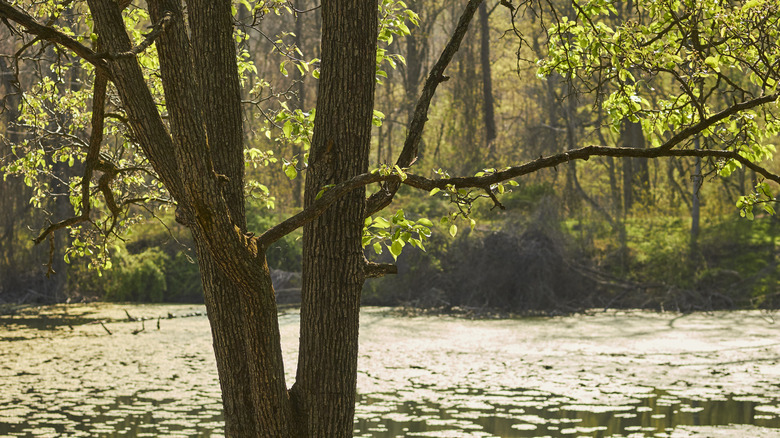 Tree in front of Lost Lake in Patapsco Valley State Park, Ellicott City, Maryland
