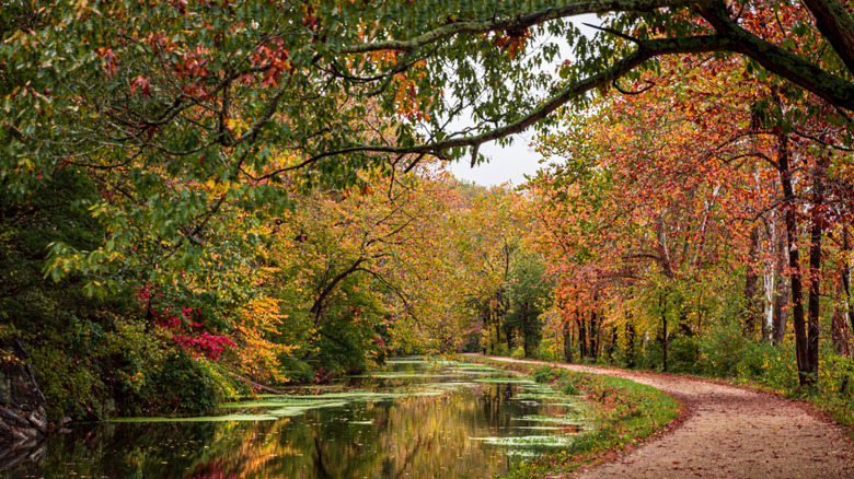 Branches reach over creek in Marriottsville public park