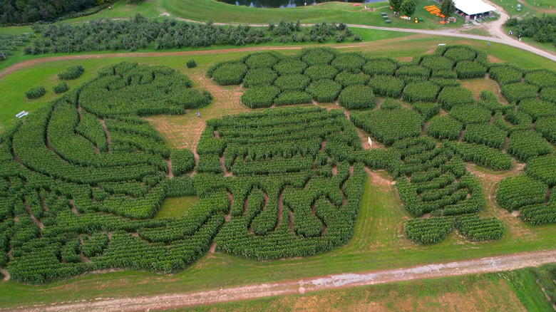 Treworgy Family Orchards corn maze in Levant, Maine