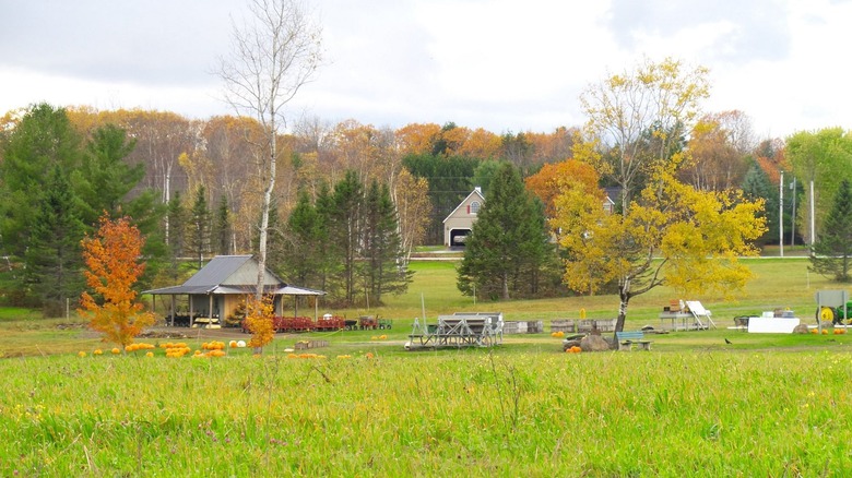 Treworgy Family Orchards pumpkin patch in front of small farm in Levant, Maine