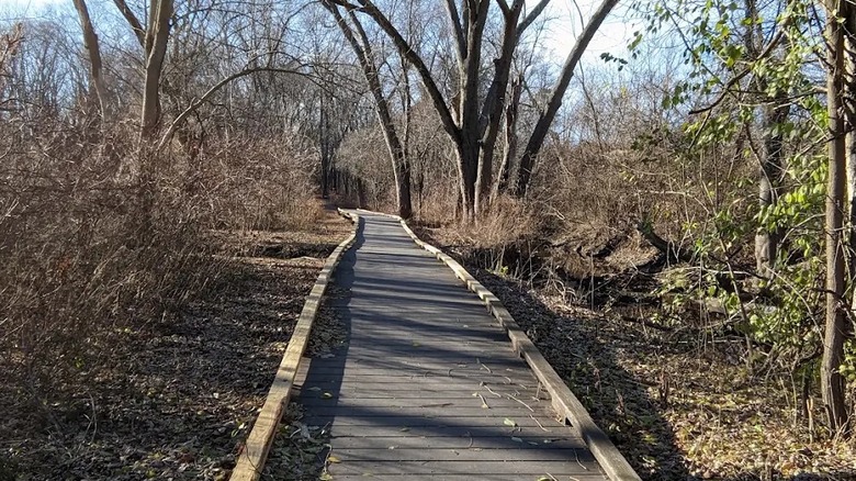 Boardwalk trail at Boston Nature Center in winter
