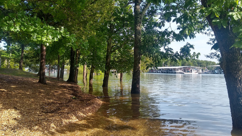 Trees along a shoreline at Indian Point Public Use Area in Indian Point, Missouri
