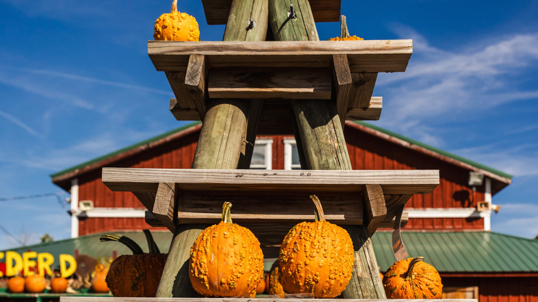 The Great Pumpkin Farm in Clarence, New York