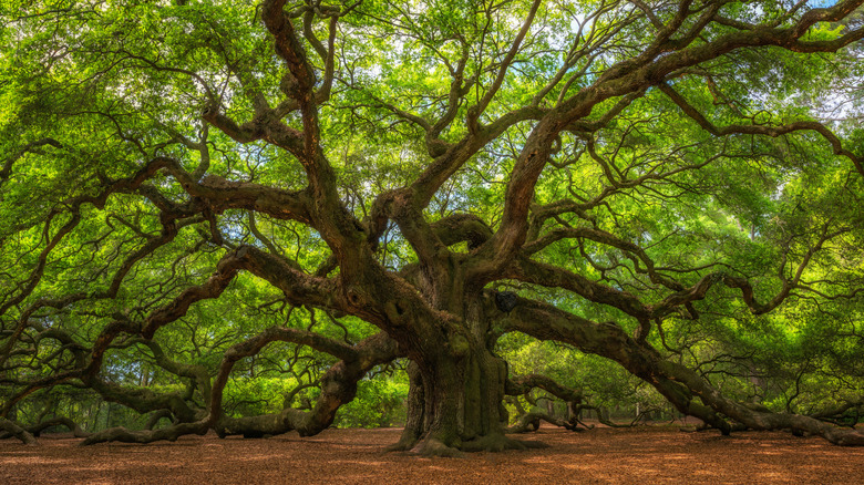 Large live oak tree known as Angel Oak with branches sprawling in every direction