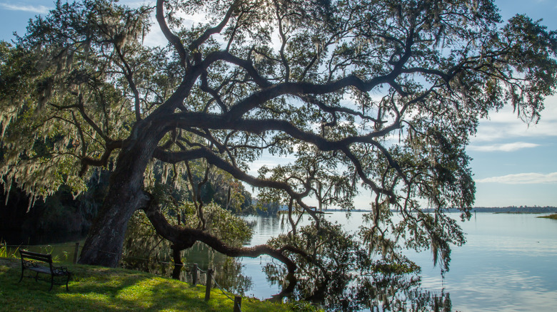 An old tree in the gardens of Mepkin Abbey in Monck's Corner, South Carolina