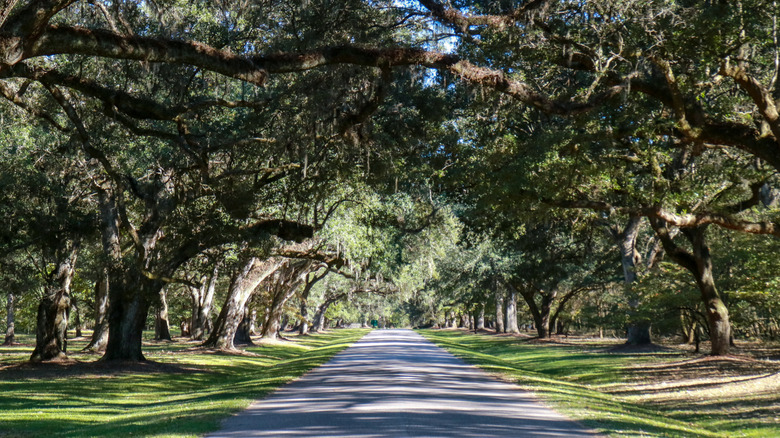 Mossy oaks create a tree canopy over a road in Monck's Corner