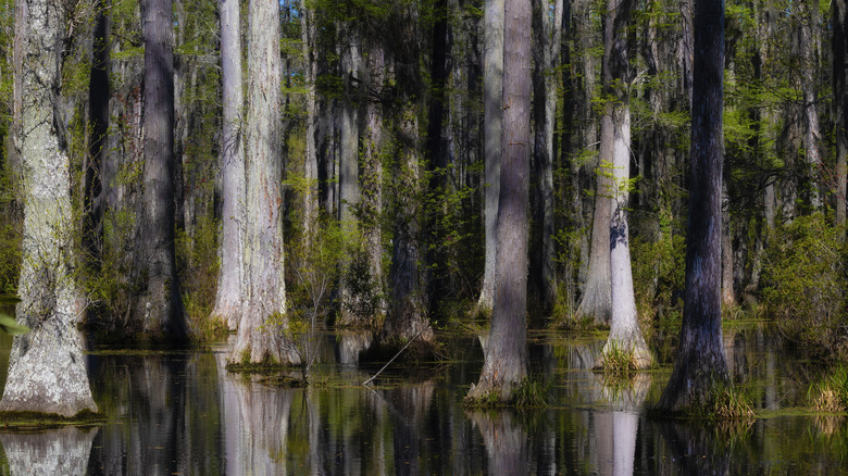 Cypress trees in the swamp at Cypress Gardens in Monck's Corner, South Carolina