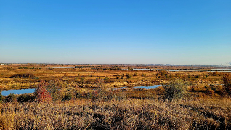 Grassland, ponds, and shrubs across the horizon in Goose Lake Prairie