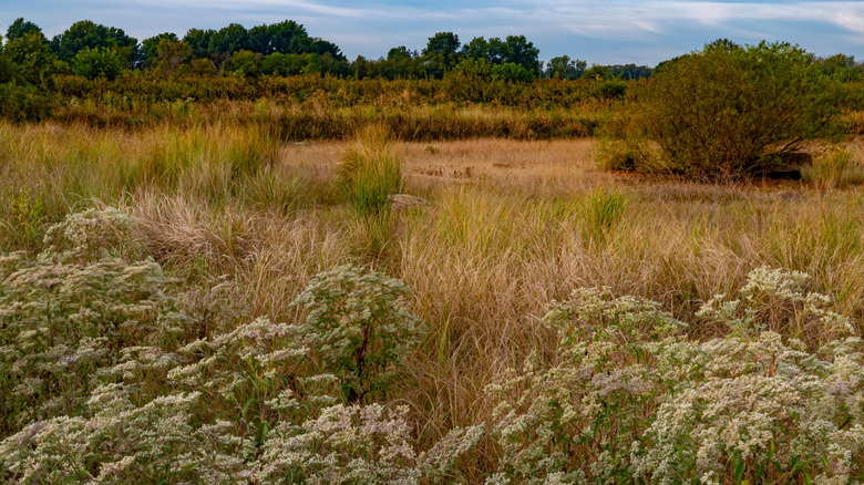 Shrubs, trees, and prairie grass at Goose Lake Prairie, Illinois