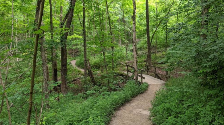 A hiking trail with a bridge in Miami Whitewater Forest