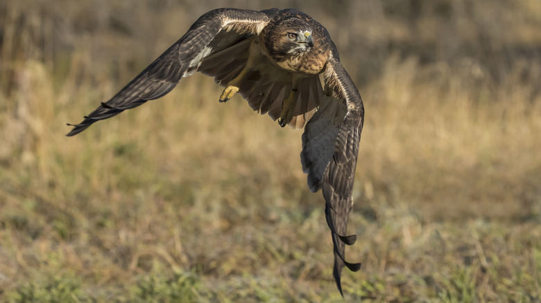 A red-tailed hawk in flight at Bear Creek Lake Park, Lakewood, Colorado