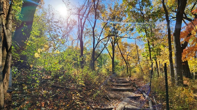 Terraced trail in LaBagh Woods with fall foliage, Chicago, Illinois