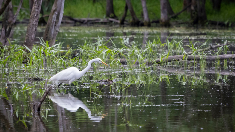 A white egret fishing in water at LaBagh Woods, Chicago, Illinois