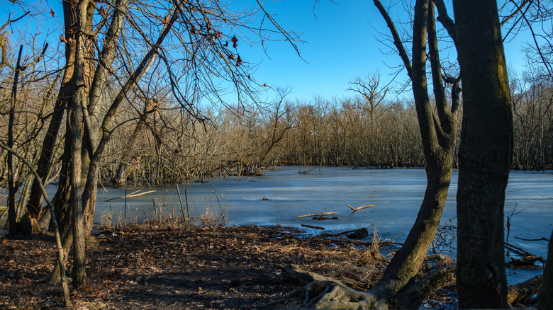 An icy marsh in LaBagh Woods surrounded by winter foliage, Chicago, Illinois