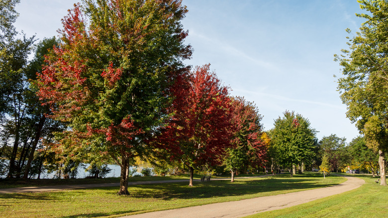 Paved trail by trees and lake